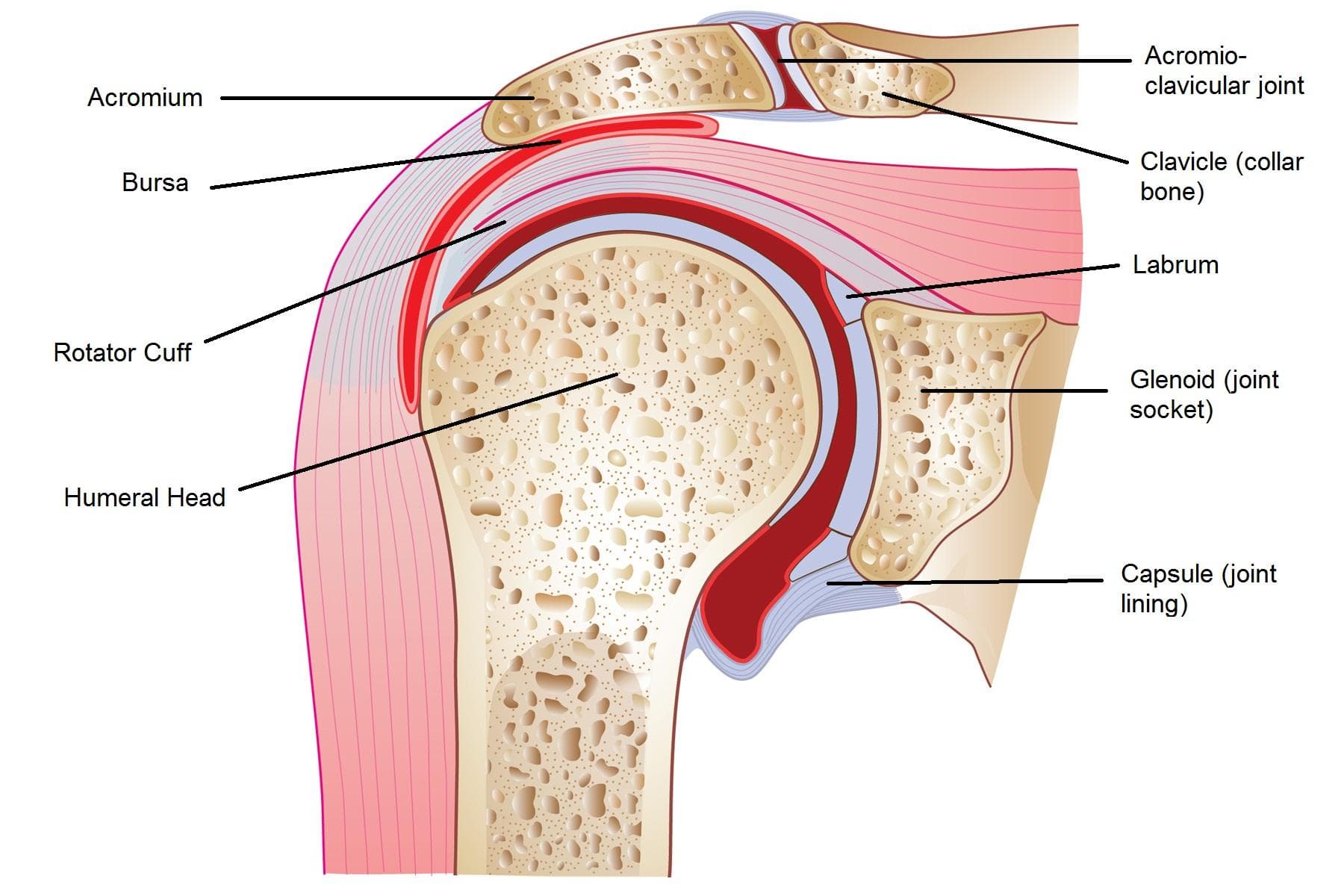 Illustration du labrum de l'épaule